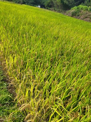 최병우님의 기타작물 · 영농일지 작성글 사진