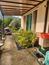 팜모닝 들깨·영농일지 게시글 이미지