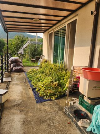 김영숙님의 들깨 · 영농일지 작성글 사진