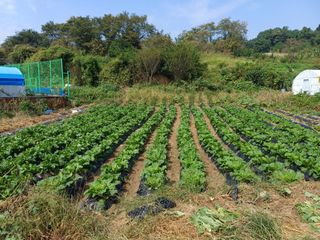 김진현님의 배추 · 영농일지 작성글 사진