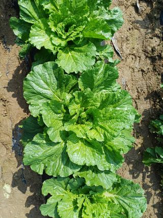 김진현님의 배추 · 영농일지 작성글 사진