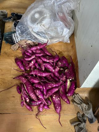 토끼풀님의 기타작물 · 영농일지 작성글 사진