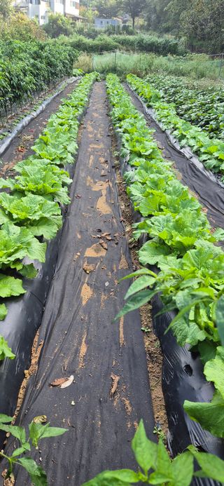 매실21434님의 배추 · 영농일지 작성글 사진