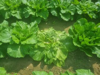 포도님의 기타작물 · 영농일지 작성글 사진