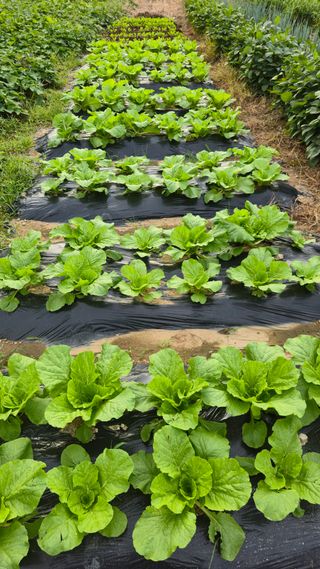 박석배님의 기타작물 · 영농일지 작성글 사진