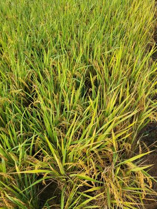 최병우님의 기타작물 · 영농일지 작성글 사진