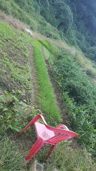 홍광희님의 기타작물 · 영농일지 작성글 사진