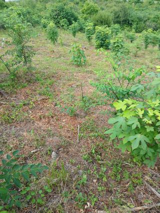 인생은 소풍처럼님의 두릅 · 영농일지 작성글 사진