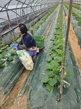 팜모닝 기타작물·영농일지 게시글 이미지