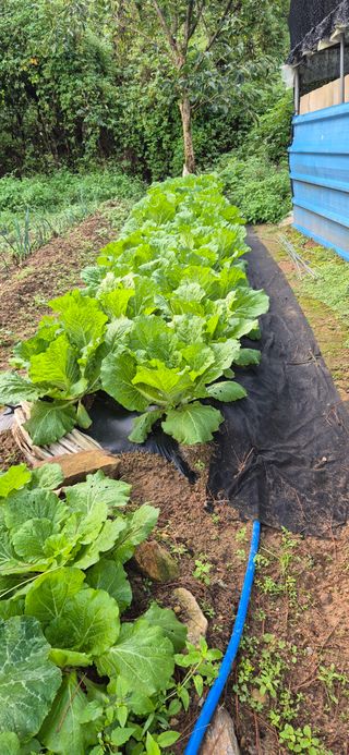 매실21434님의 배추 · 영농일지 작성글 사진