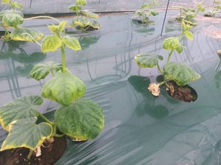 표고버섯20992님의 오이 · 영농일지 작성글 사진