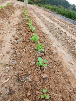 최남옥님의 기타작물 · 영농일지 작성글 사진