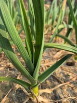 팜모닝 기타작물·영농일지 게시글 이미지