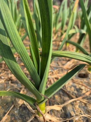 박흠님의 기타작물 · 영농일지 작성글 사진