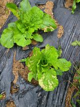 팜모닝 기타작물·영농일지 게시글 이미지