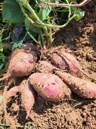 어명순님의 기타작물 · 영농일지 작성글 사진