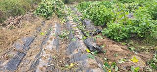 산골아찌님의 배추 · 영농일지 작성글 사진