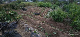 산골아찌님의 배추 · 영농일지 작성글 사진