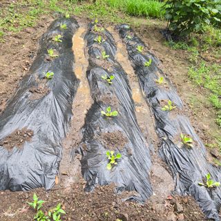 양배추21889님의 배추 · 영농일지 작성글 사진