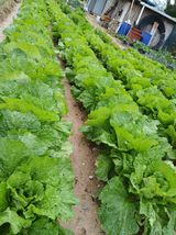 팜모닝 기타작물·영농일지 게시글 이미지