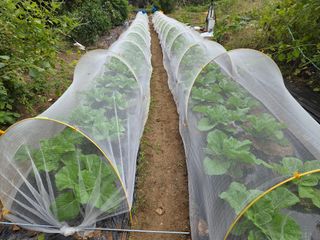 조희빈님의 배추 · 영농일지 작성글 사진