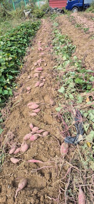 강성분님의 고구마 · 영농일지 작성글 사진