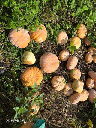 Captain김상곤님의 호박 · 영농일지 작성글 사진