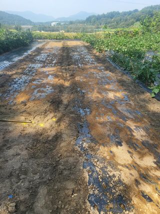 전선경님의 마늘 · 영농일지 작성글 사진