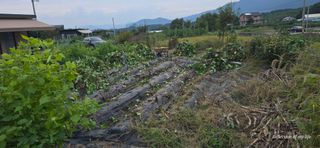 산골아찌님의 배추 · 영농일지 작성글 사진