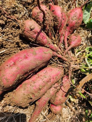 어명순님의 기타작물 · 영농일지 작성글 사진