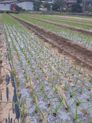 박흠님의 기타작물 · 영농일지 작성글 사진