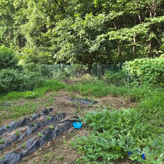 양배추21889님의 배추 · 영농일지 작성글 사진