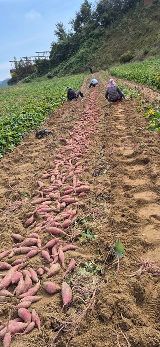 강성분님의 고구마 · 영농일지 작성글 사진