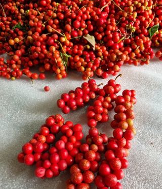 (복조리농장)김찬두님의 기타작물 · 영농일지 작성글 사진