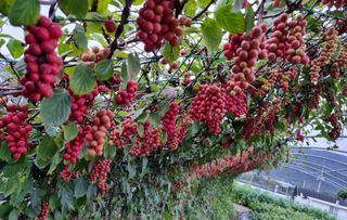 (복조리농장)김찬두님의 기타작물 · 영농일지 작성글 사진