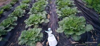 산골아찌님의 배추 · 영농일지 작성글 사진