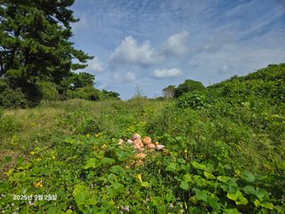 Captain김상곤님의 호박 · 영농일지 작성글 사진