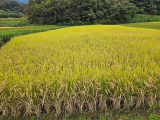 김천수님의 벼 · 영농일지 작성글 사진