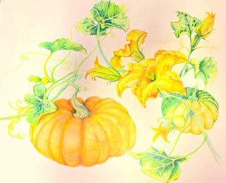 Captain김상곤님의 호박 · 영농일지 작성글 사진