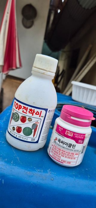 골드래곤님의 배추 · 영농일지 작성글 사진