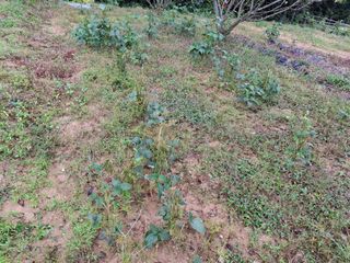 형남영님의 기타작물 · 영농일지 작성글 사진