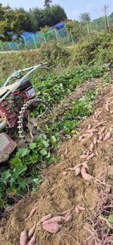 팜모닝 고구마·영농일지 게시글 이미지