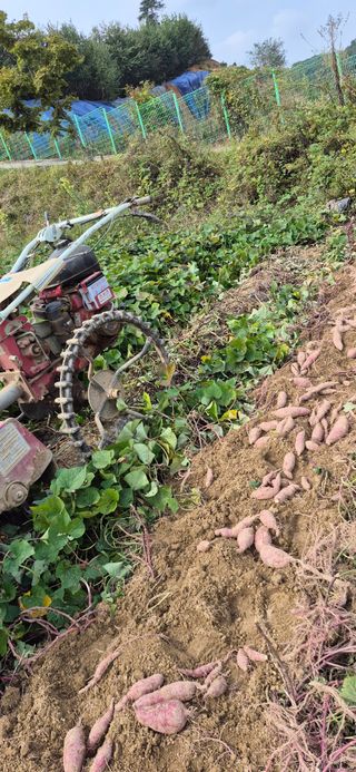강성분님의 고구마 · 영농일지 작성글 사진