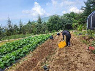 어명순님의 기타작물 · 영농일지 작성글 사진