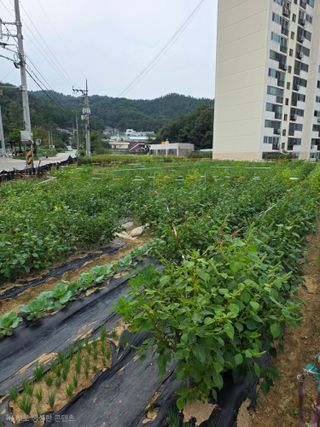 병섭님의 들깨 · 영농일지 작성글 사진