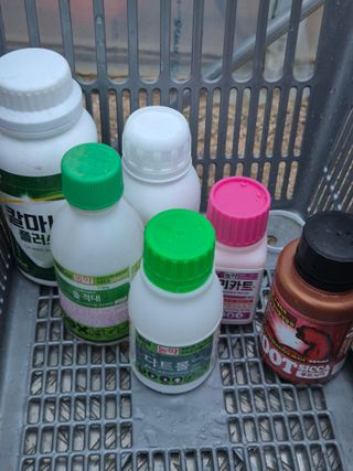 조성민님의 양파 · 영농일지 작성글 사진