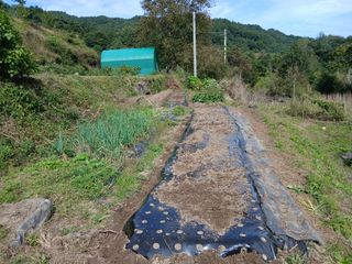 한골머스마님의 기타작물 · 영농일지 작성글 사진