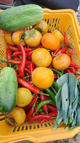 팜모닝 고추·영농일지 게시글 이미지