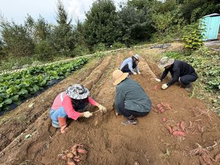 어명순님의 기타작물 · 영농일지 작성글 사진