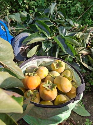 헤이쥬회원님의 감 · 영농일지 작성글 사진